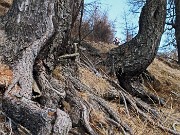 43 Salendo al Termenone tra secolari pini cembri